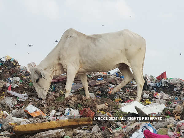 Holy cows graze on coronavirus-related medical waste