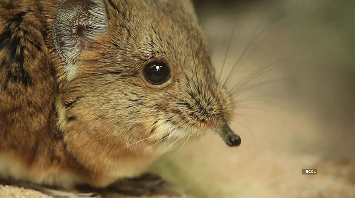 Lost species Tiny Elephant Shrews have been rediscovered after 50 years |  Photogallery - ETimes