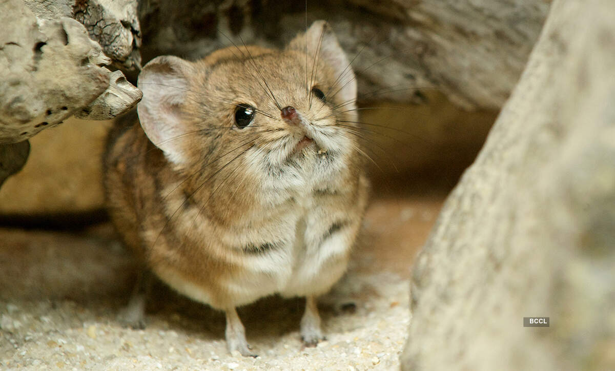 Elephant Shrews