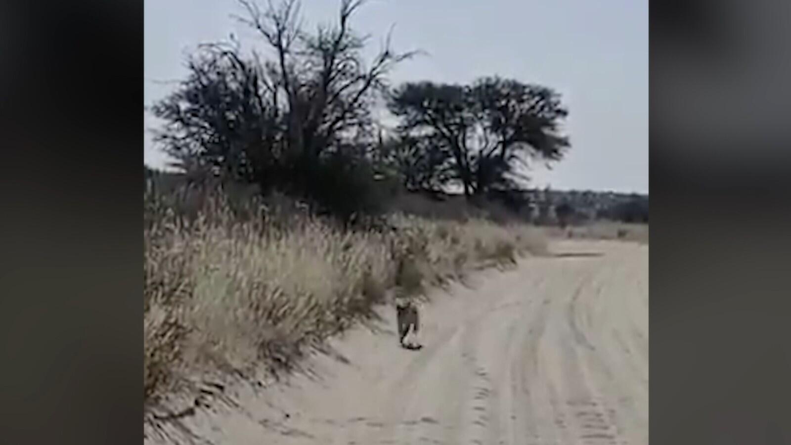 Master of camouflage: This leopard show why its an apex predator