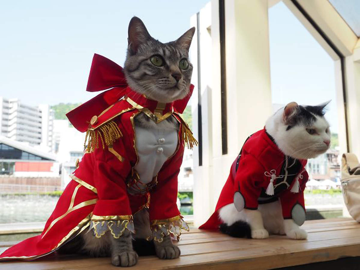 Here're some really cool anime cat costumes you don't want to miss!