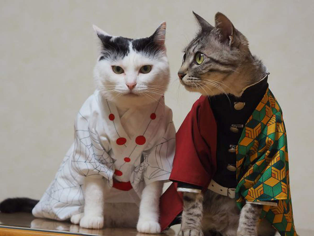 Here're some really cool anime cat costumes you don't want to miss!