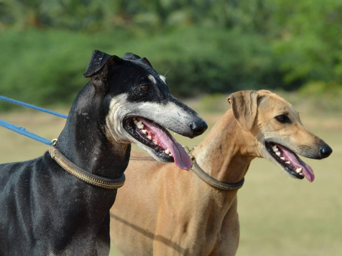 indian local breed dogs