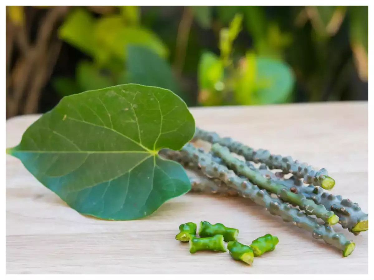 Giloy: The only Ayurvedic herb you need to boost your immunity | The Times  of India