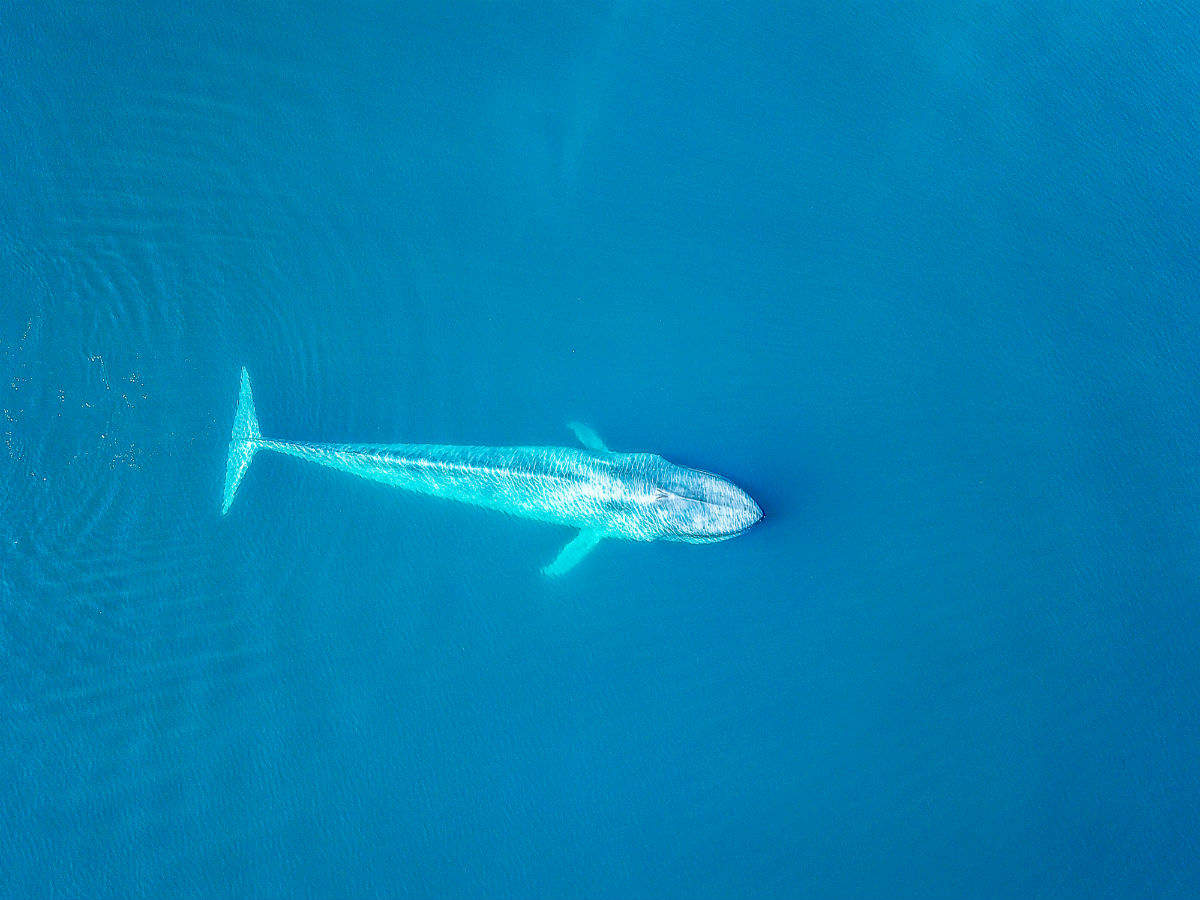 largest blue whale
