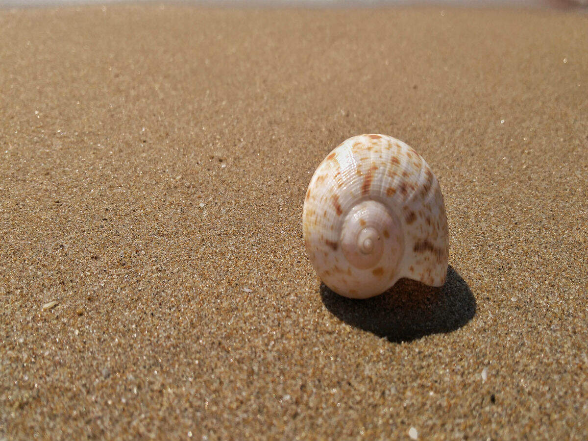 A tourist was fined for stealing 2 kg sand from Saridia’s pristine beaches A tourist was fined for stealing 2 kg sand from Saridia’s pristine beaches