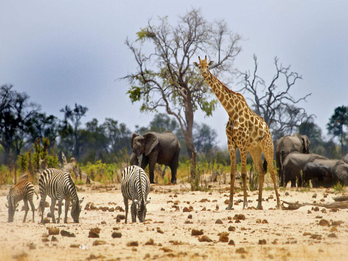 Zimbabwe plans to welcome back overseas tourists from October 1 Zimbabwe plans to welcome back overseas tourists from October 1