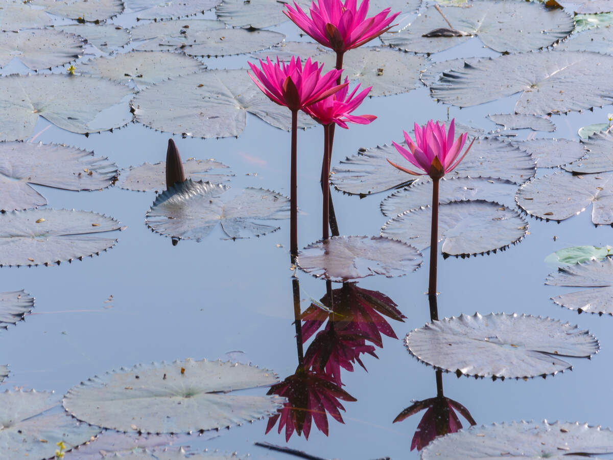 Kerala to host pink water lilies e-festival Kerala to host pink water lilies e-festival