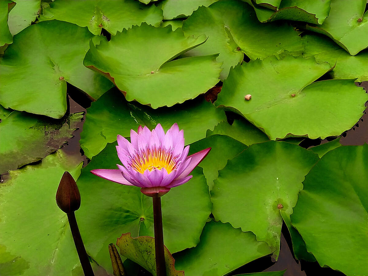 Kerala to host pink water lilies e-festival Kerala to host pink water lilies e-festival