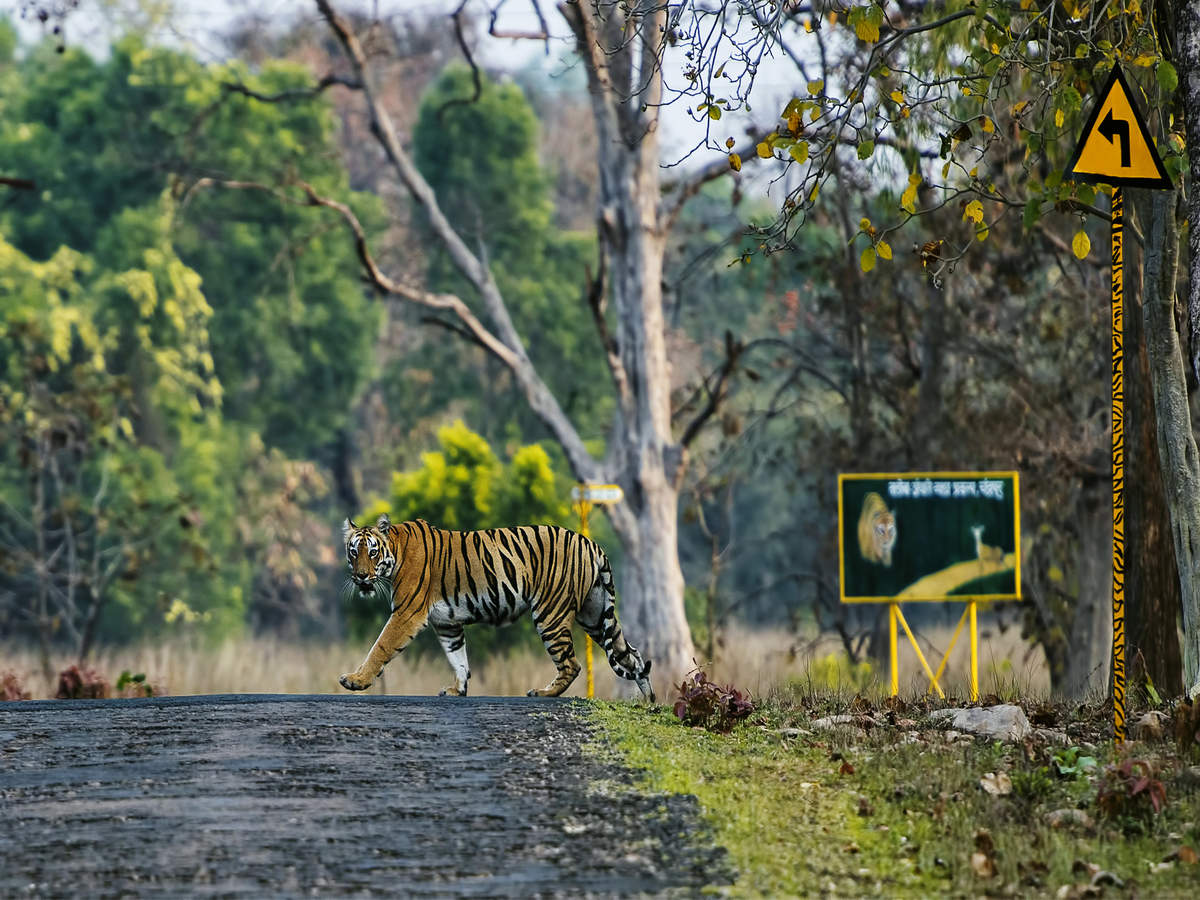 Tadoba-Andhari Tiger Reserve and other wildlife sanctuaries reopen; here  are the safety rules | Times of India Travel