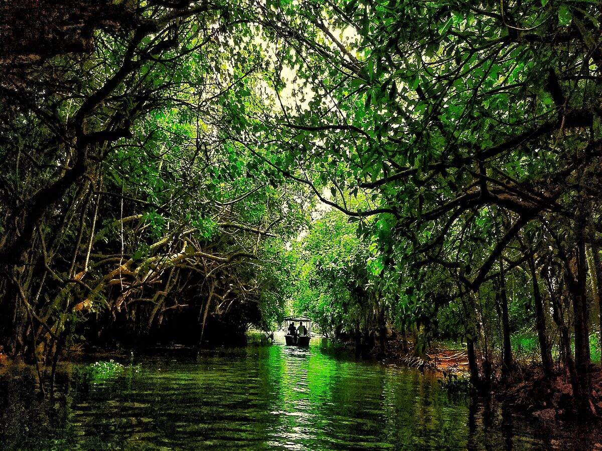 Enjoy Kerala’s scenic backwaters in water taxis from October 2020 Enjoy Kerala’s scenic backwaters in water taxis from October 2020