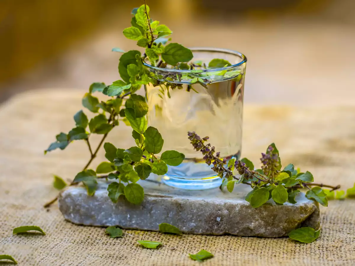 Here's why you should not chew on tulsi leaves; some safer ways to have it  | The Times of India