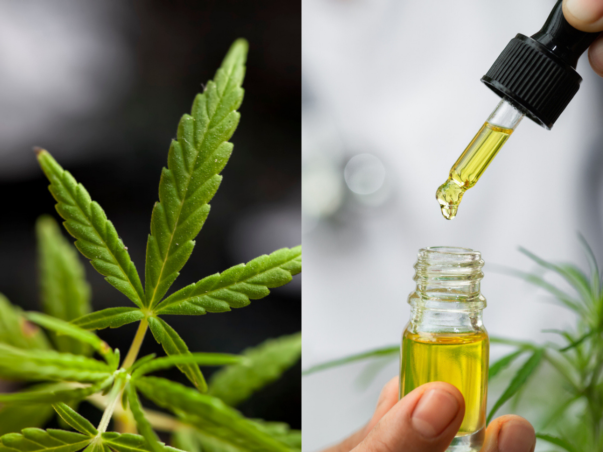 CBD Oil Explained: What is CBD oil? How it impacts your health and is it  legal in India