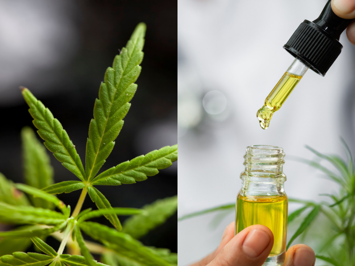 cbd oil