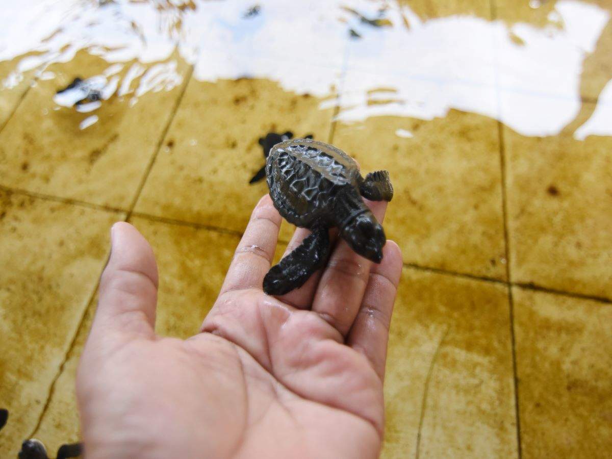 We can't get over Japan's special turtle tunnels! We can't get over Japan's special turtle tunnels!