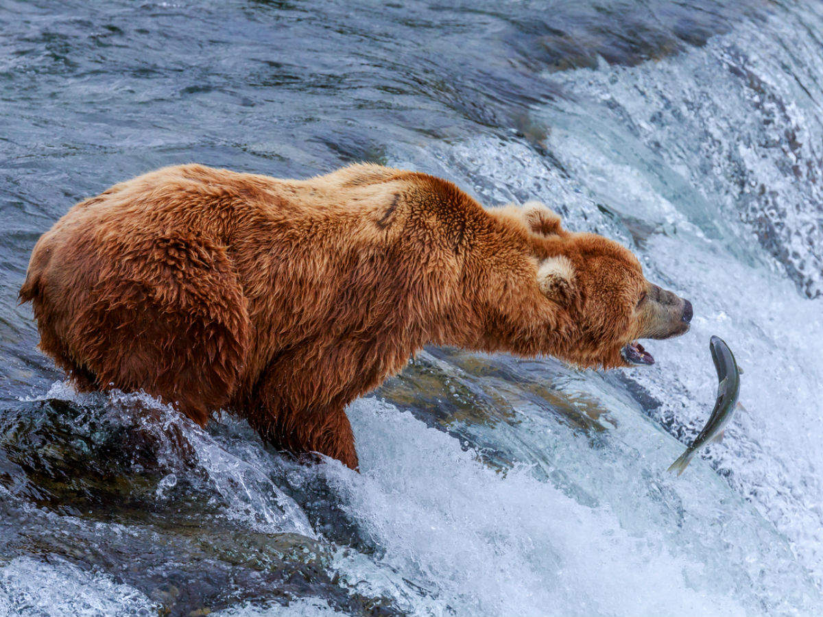 Fat Bear Week begins in Katmai National Park Times of India Travel