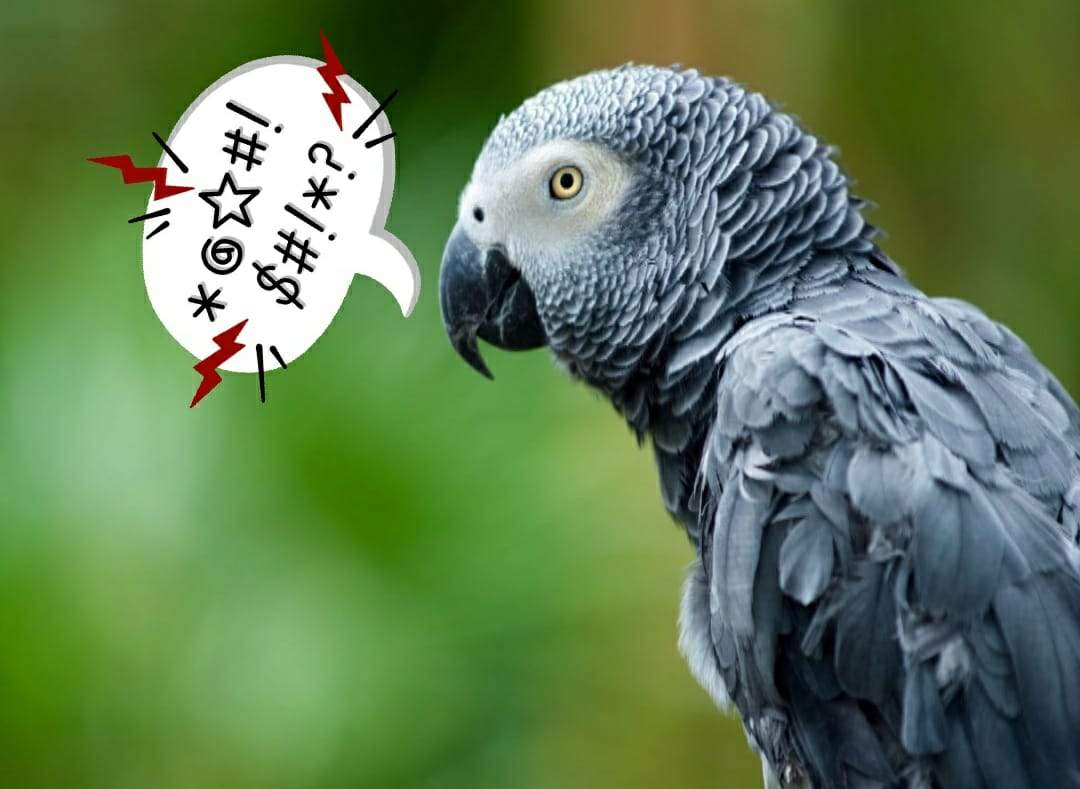 This park in England saw parrots that welcome visitors with swear words!
