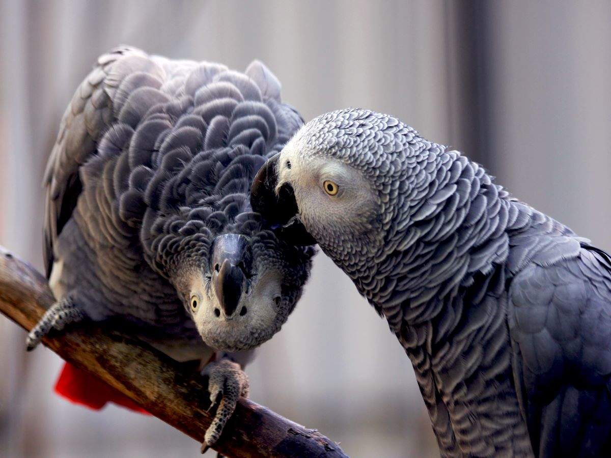 This park in England saw parrots that welcome visitors with swear words! This park in England saw parrots that welcome visitors with swear words!