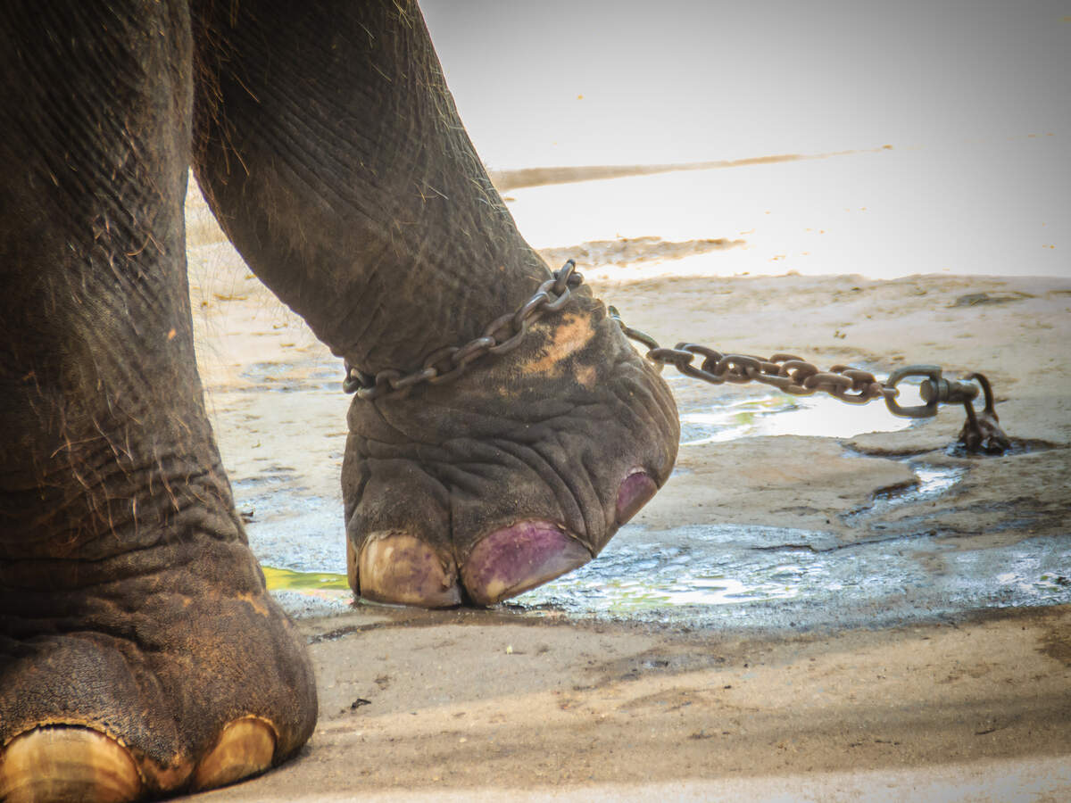 France bans use of wild animals in marine parks, zoos and circuses France bans use of wild animals in marine parks, zoos and circuses