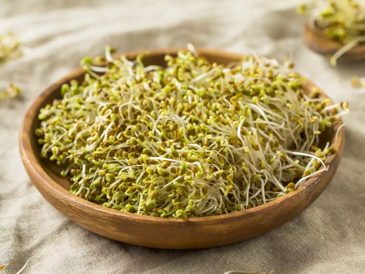 Benefits of Alfalfa sprouts and how to grow them at home | LoveLocal