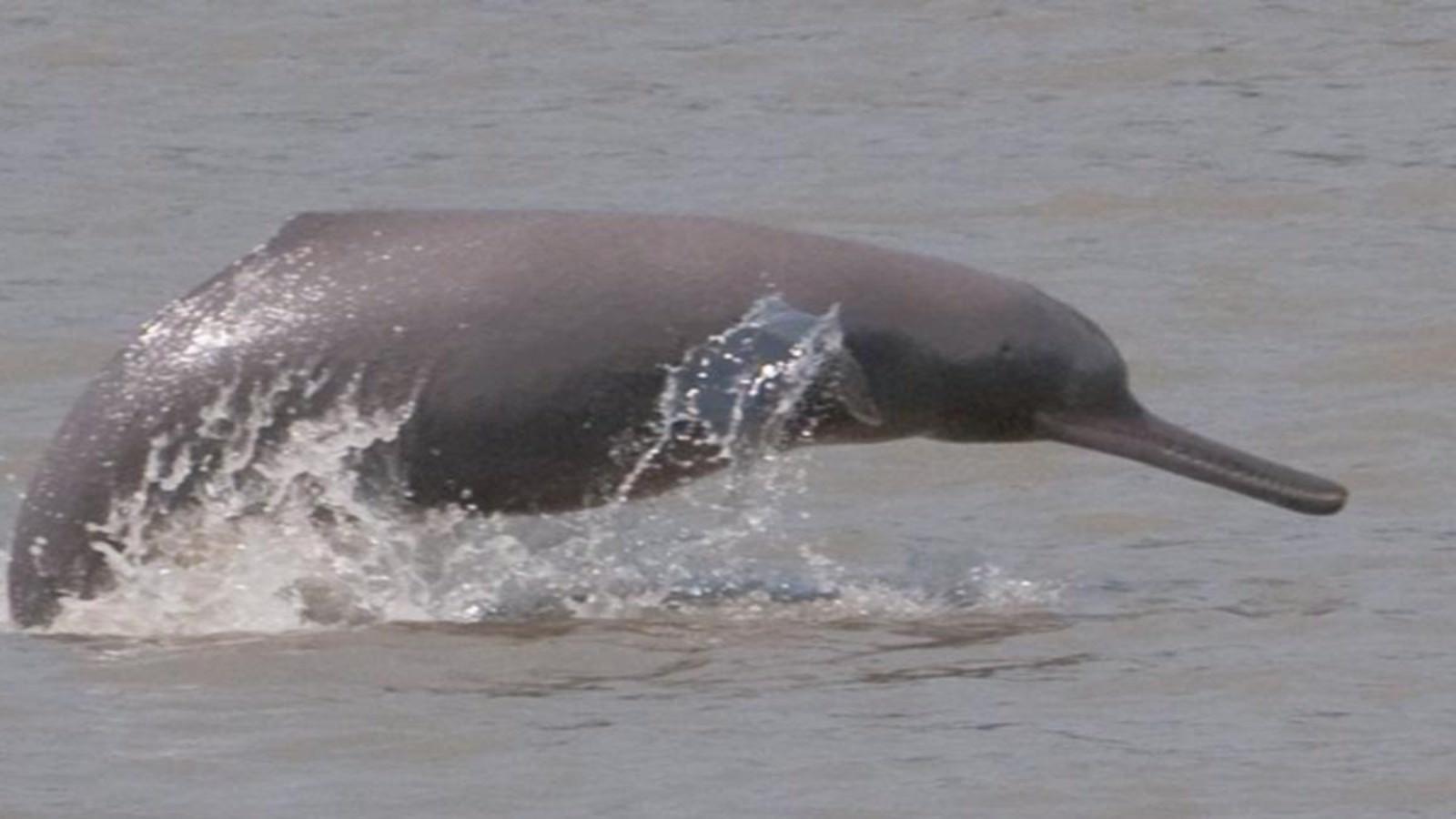 India launches Dolphin safaris on river Ganga to boost eco-tourism