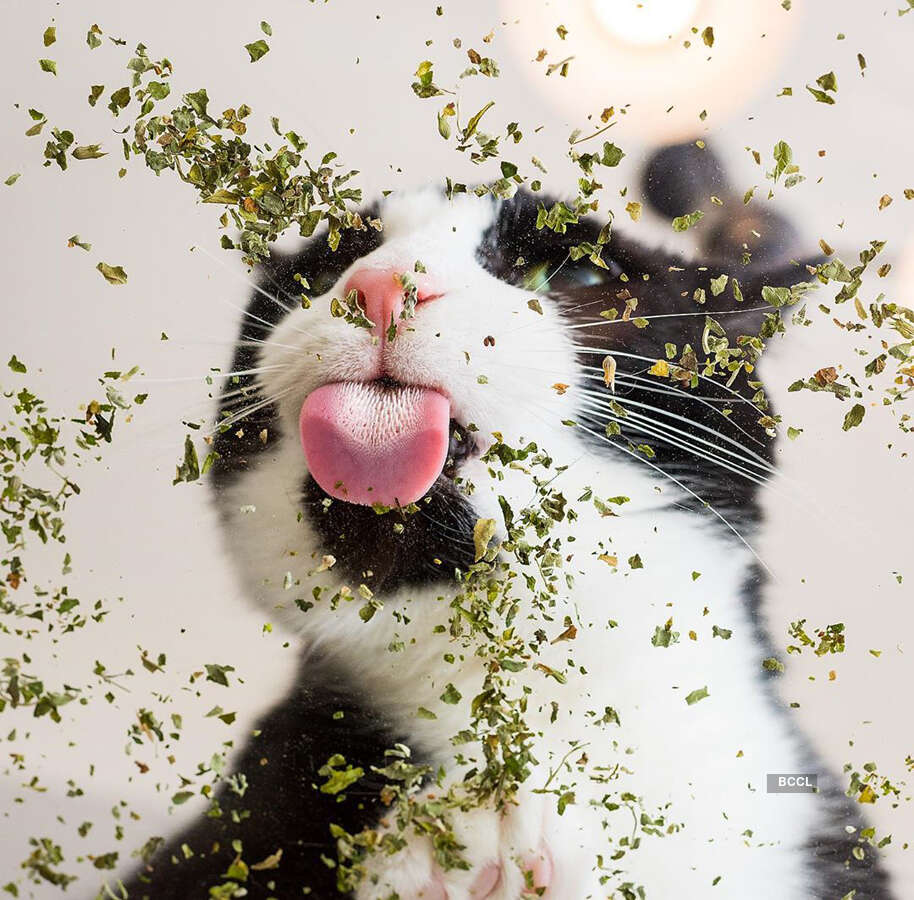 When cats are high on Catnip!