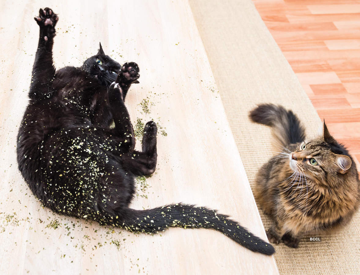 When cats are high on Catnip!