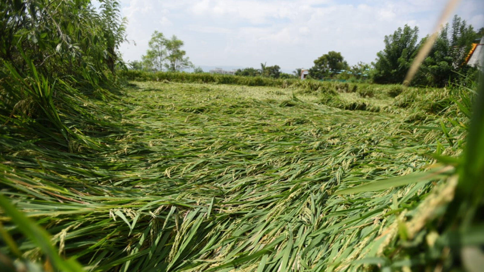 Pune: Heavy rains destroy paddy crop, farmers suffer losses