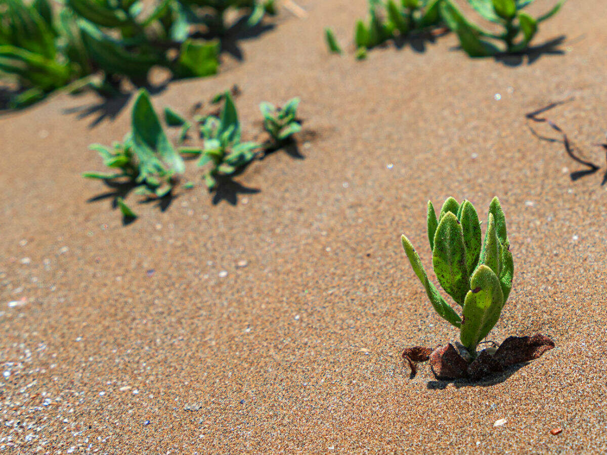 Africa’s Great Green Wall is a new-age wonder the world needs Africa’s Great Green Wall is a new-age wonder the world needs