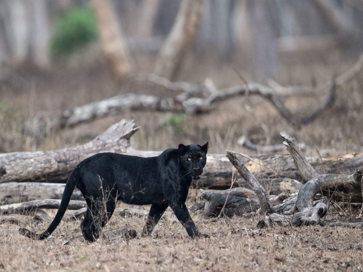 In the Land of Mowgli: Elusive black leopard spotted in MP's Pench Tiger  Reserve, Madhya Pradesh - Times of India Travel