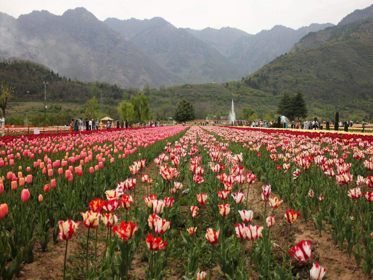 Srinagar: Efforts underway to make 2021 Tulip show a grand affair Srinagar: Efforts underway to make 2021 Tulip show a grand affair