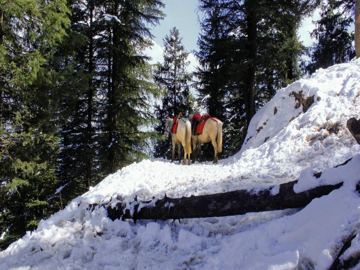 Tourists throng to Shimla and Manali to experience season’s first snowfall Tourists throng to Shimla and Manali to experience season’s first snowfall