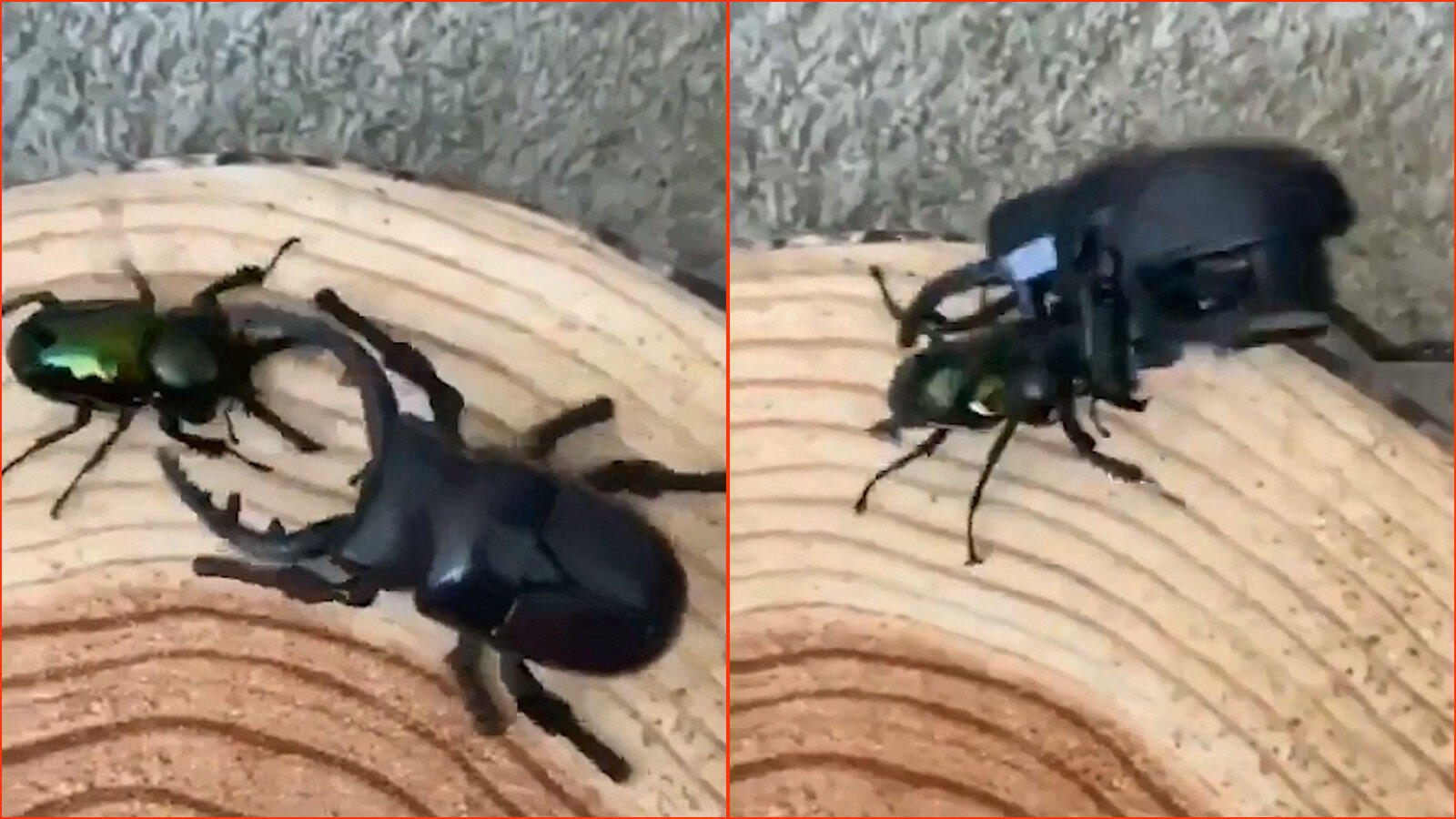 Watch: How this insect gave a 'dhobi pachaad'