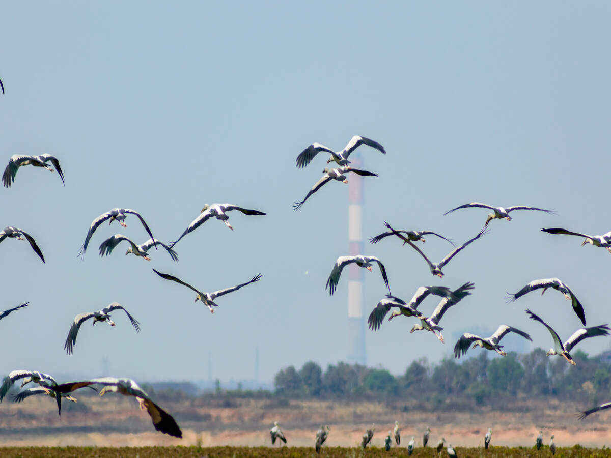 Rare migratory birds spotted at Bhitarkanika National Park in Odisha |  Times of India Travel
