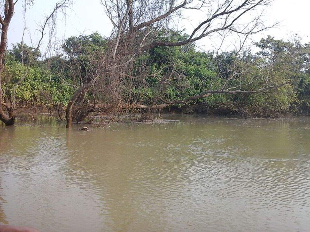 Rare migratory birds spotted at Bhitarkanika National Park in Odisha Rare migratory birds spotted at Bhitarkanika National Park in Odisha