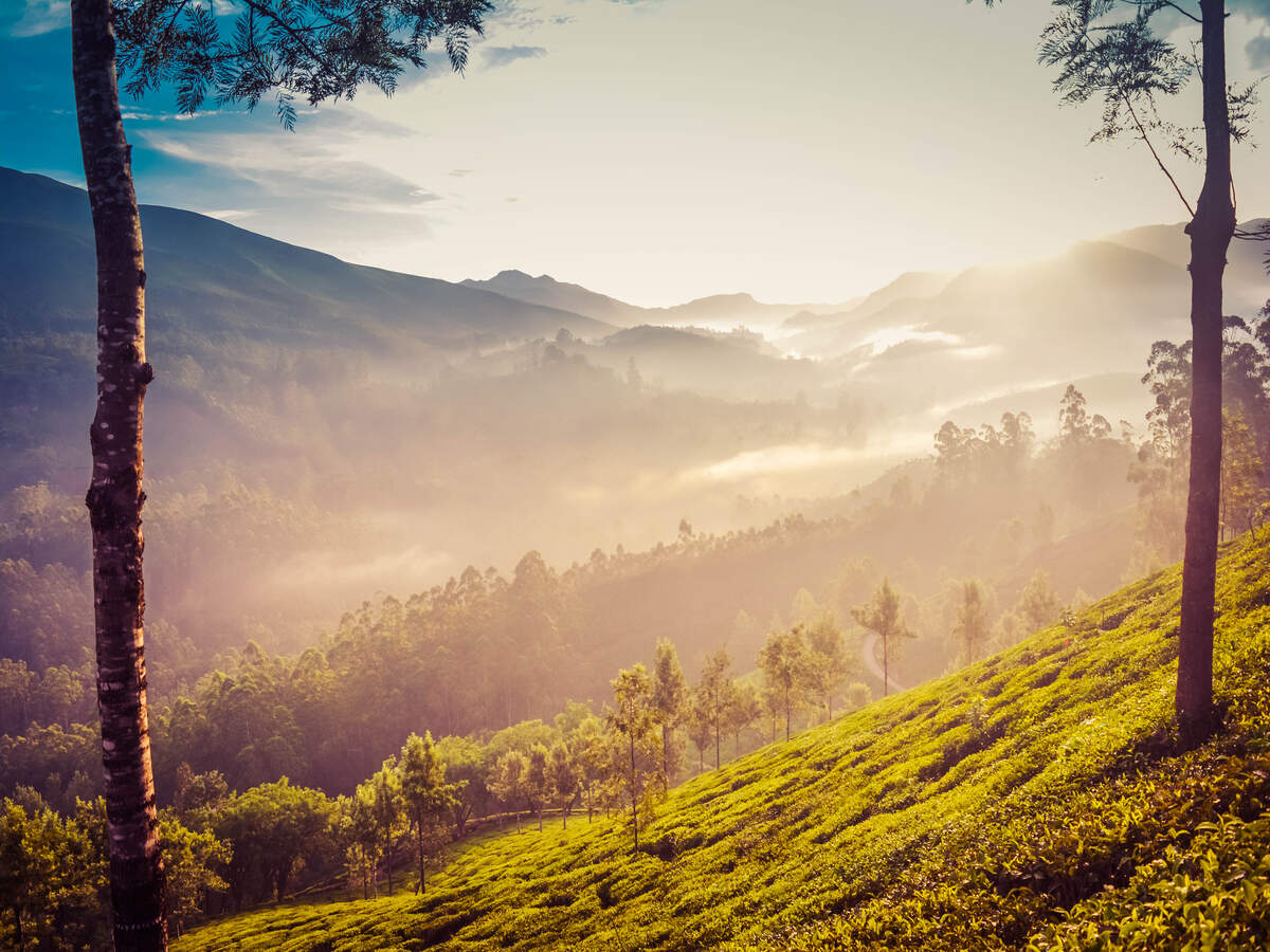 Kerala to introduce Miyawaki forest model to increase it green cover Kerala to introduce Miyawaki forest model to increase it green cover