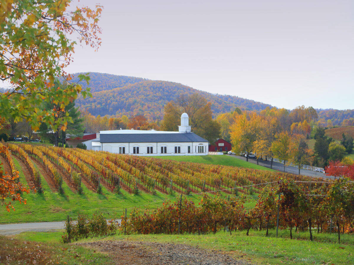 The Birthplace of American Wine: The Untold Story behind Virginia's Vines,  Virginia - Times of India Travel