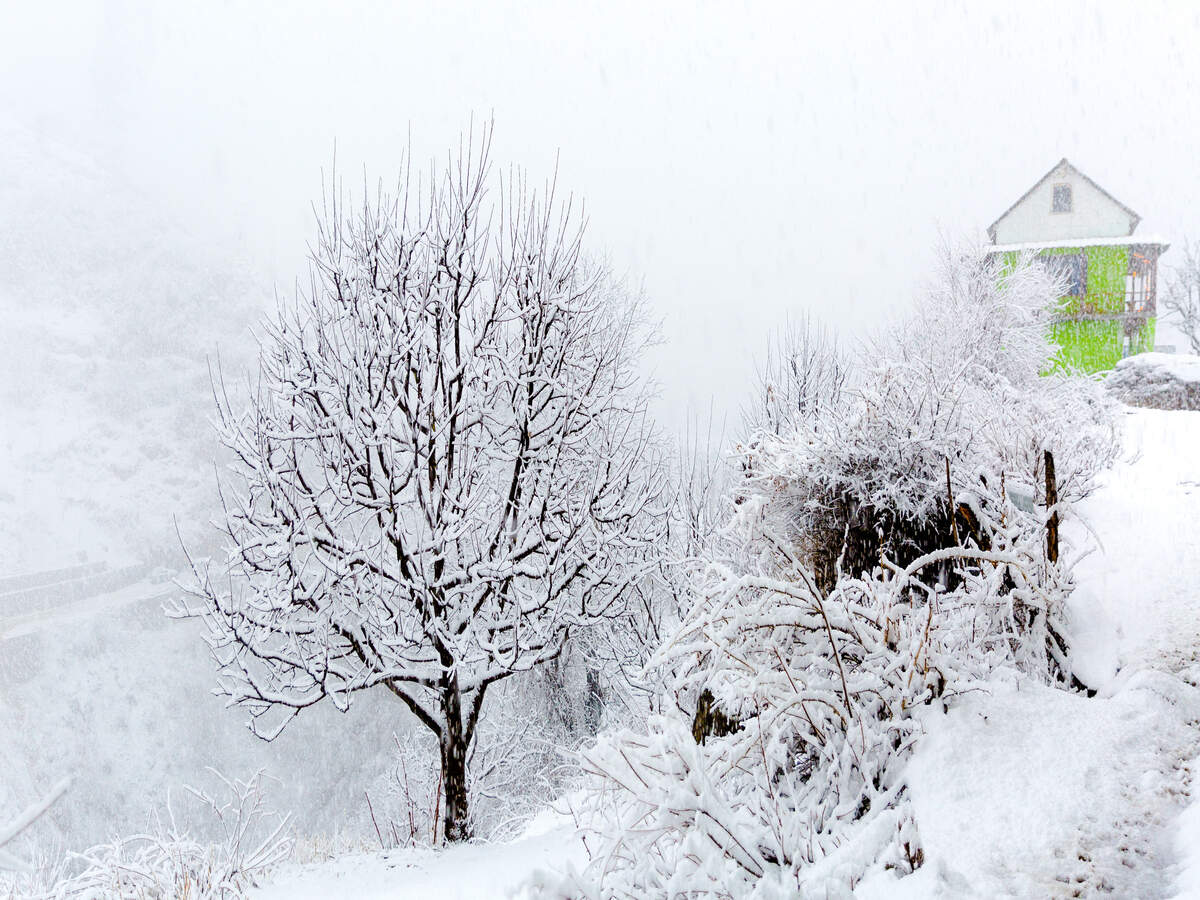 Tourists can look forward to a fresh spell of rain and snow in upper Himachal between Dec 8 to 12 Tourists can look forward to a fresh spell of rain and snow in upper Himachal between Dec 8 to 12
