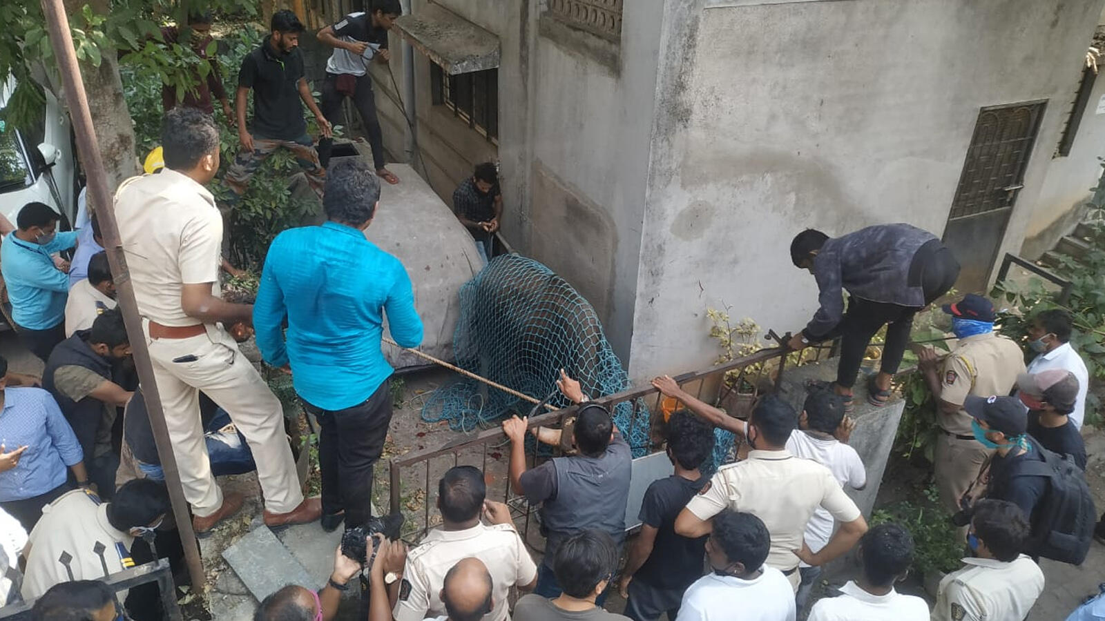 Pune: Bison strays into residential area in Kothrud
