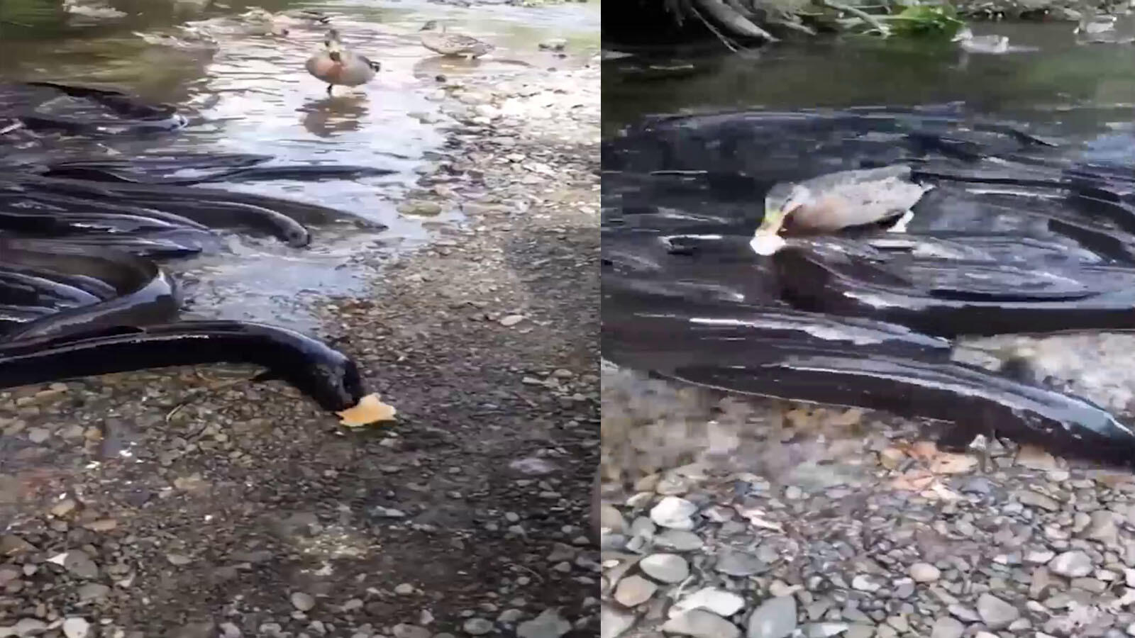 Don duck: Don't mess with this one's snack