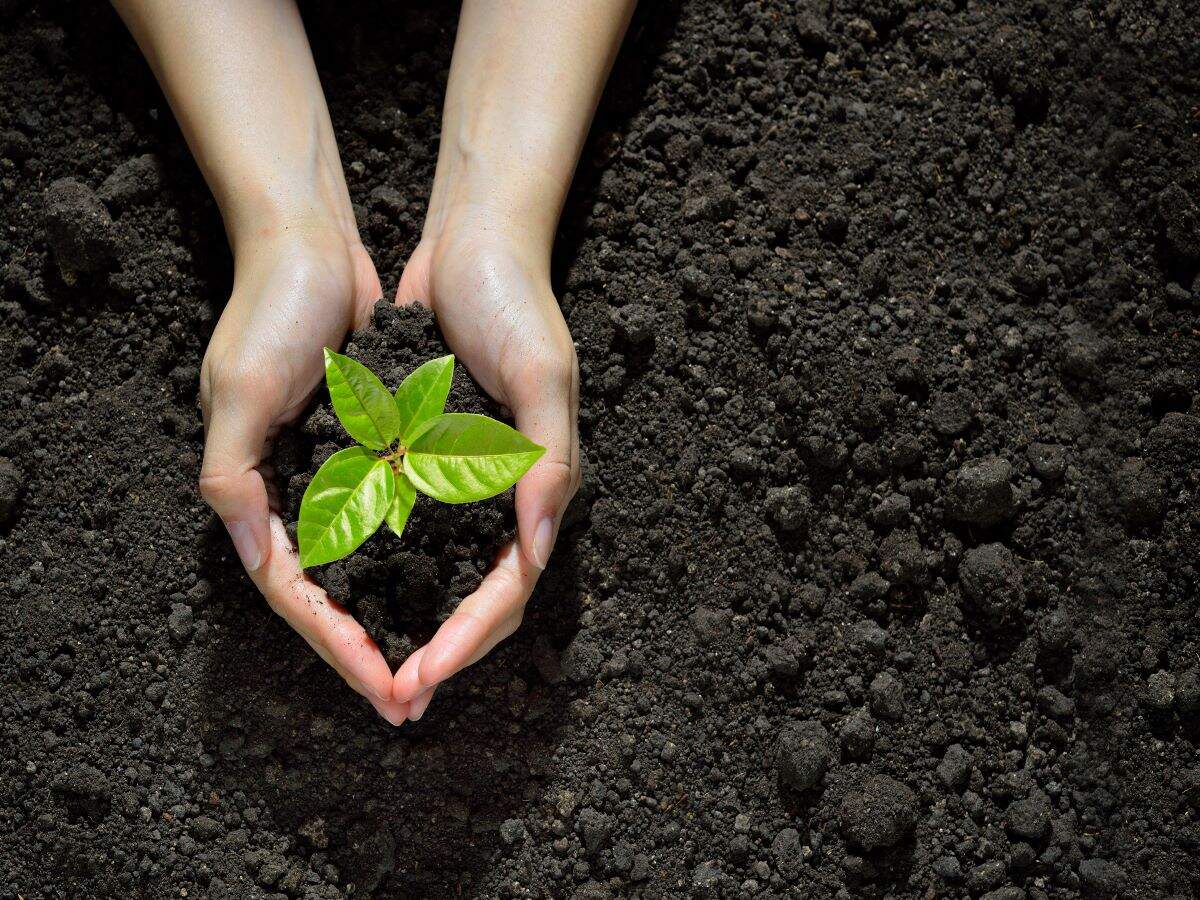 New Zealand is inviting people to plant a tree in the Forest of Hope and start 2021 on a positive note New Zealand is inviting people to plant a tree in the Forest of Hope and start 2021 on a positive note