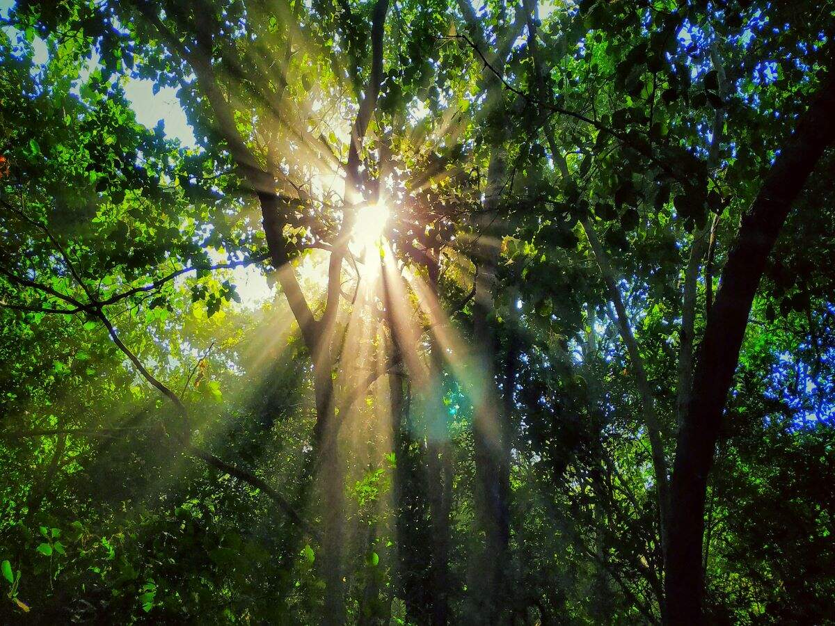 New Zealand is inviting people to plant a tree in the Forest of Hope and start 2021 on a positive note New Zealand is inviting people to plant a tree in the Forest of Hope and start 2021 on a positive note