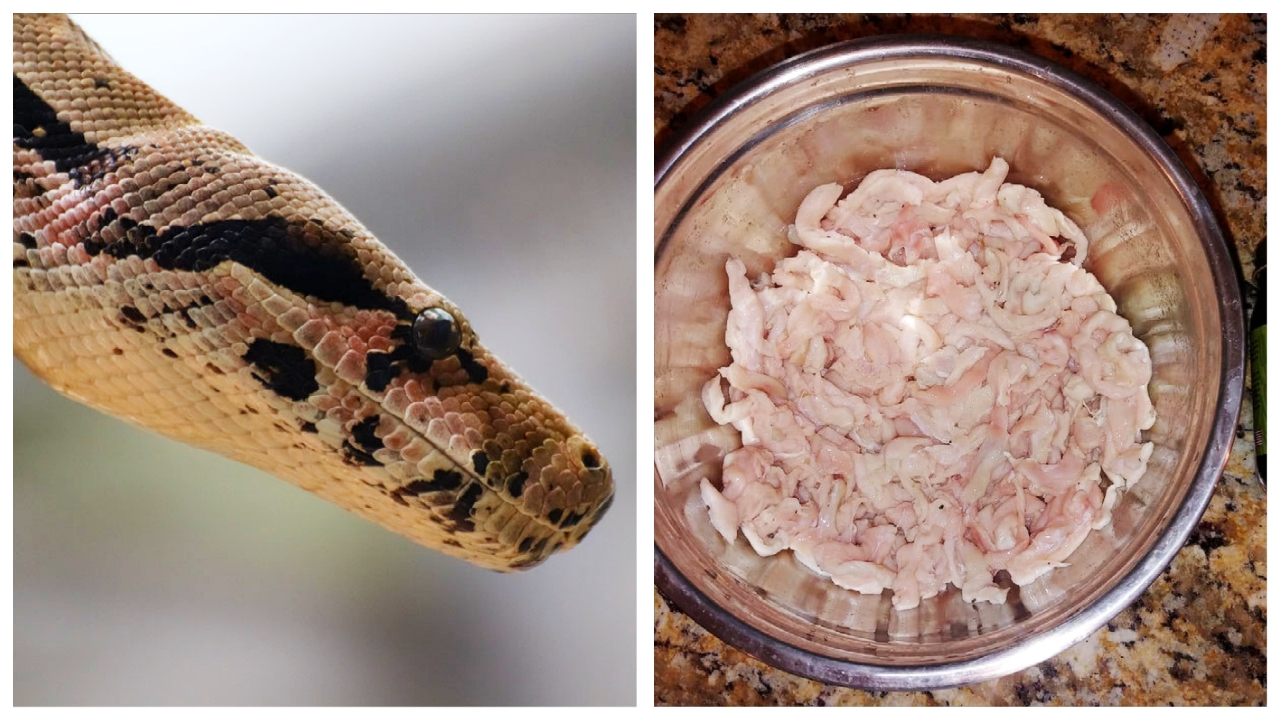 Snake snacks: How Pythons could become comfort food in Florida