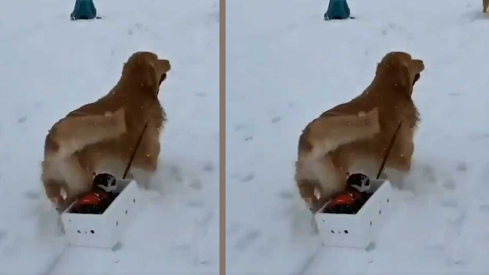 What fun! Dog pulling cat on a snow sled