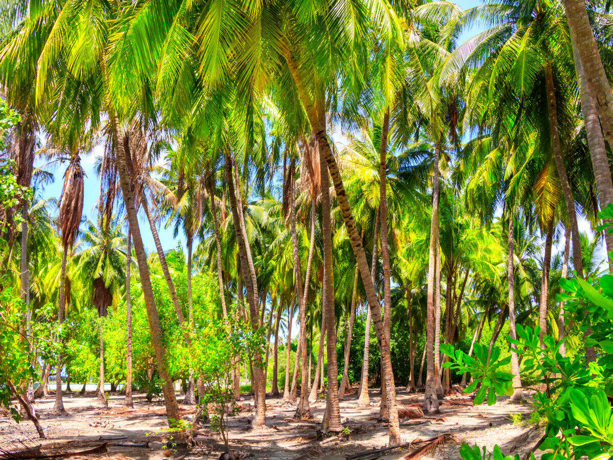 All about Seychelles’s massive reforestation initiative All about Seychelles’s massive reforestation initiative