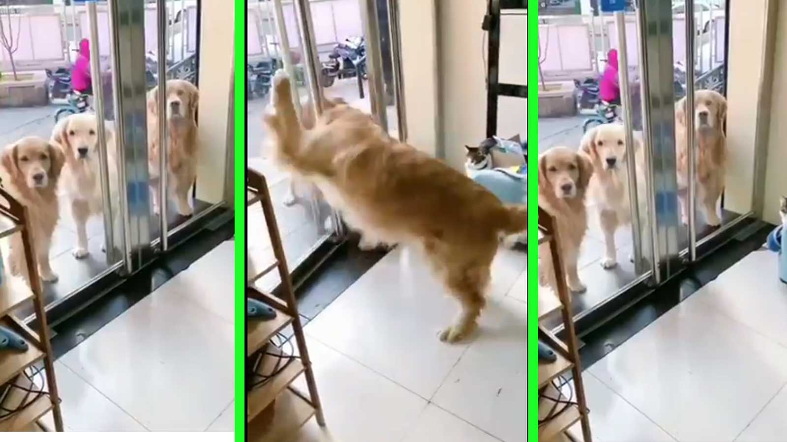Canine courtesy Dog opens door and holds it open for other dogs