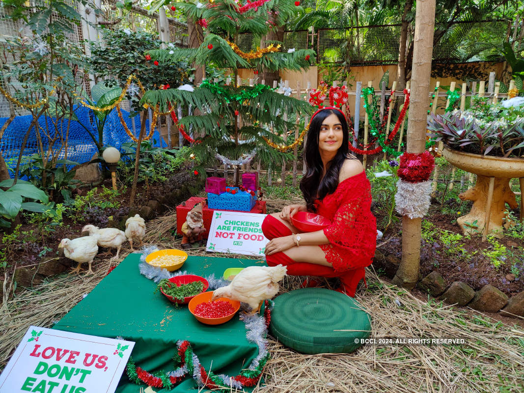 Adah Sharma hosts a Christmas party for rescued chickens