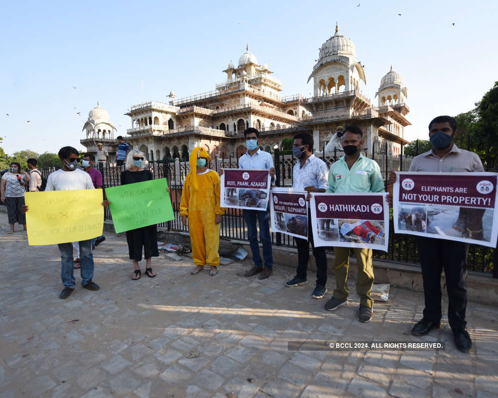 Animal rights groups demand better conditions for Jaipur's elephants |  Photogallery - ETimes