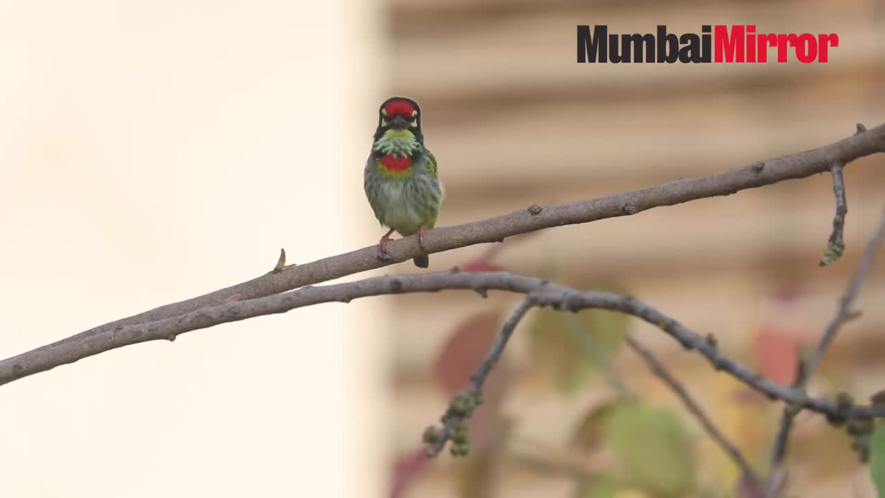 When Mumbai went birding - outdoors and from the window