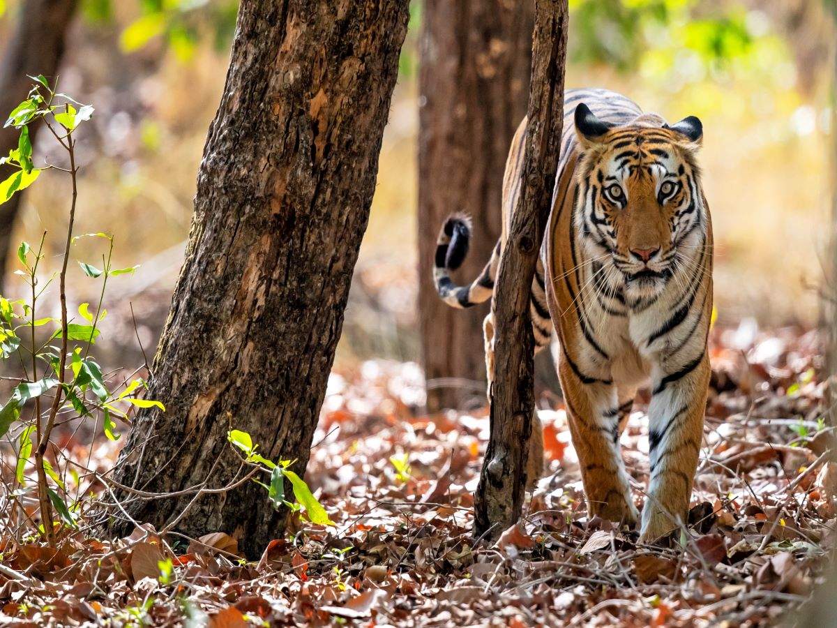 Madhya Pradesh launches country’s first-ever tiger reserve hot air balloon safari